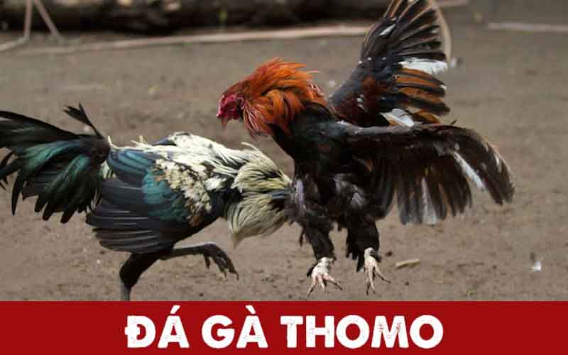 đá gà thomo j88