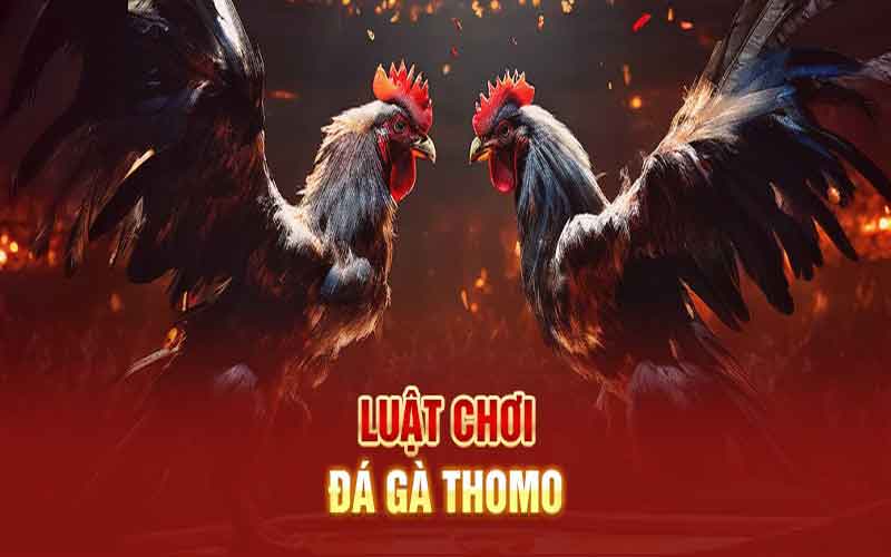 luật chơi đá gà thomo